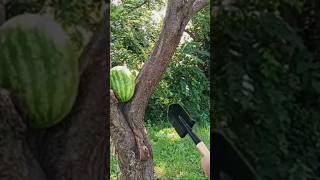 Cold Steel Shovel vs Watermelon [upl. by Ul]