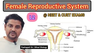 L2 The Female Reproductive System  Human Reproduction class 12  NEET and CUET EXAMS [upl. by Einnim]