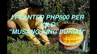 PLANTING quotMUSANG KINGquot DURIAN [upl. by Gothar]