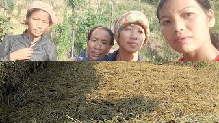 lation dei pu garlic planting [upl. by Darra]