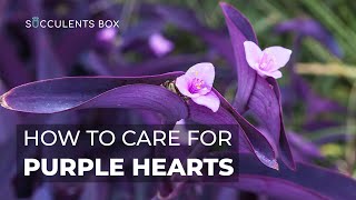 BEST TIPS HOW TO CARE FOR PURPLE HEART PLANT  TRADESCANTIA PALLIDA [upl. by Ylrebma156]