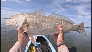 Insane 33inch redfish Had to hand line this fish to my kayak Mangrove monsters on Sanibel Island [upl. by Amsirahc]