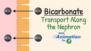 Bicarbonate Reabsorption in the Nephron  Carbonic Anhydrase  AcidBase Balance  Renal Physiology [upl. by Ramilahs699]