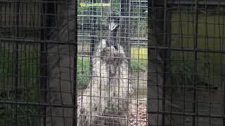 【東山動植物園公式】エミューの鳴き声 その①《 エミュー 》 [upl. by Akisey]