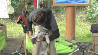 Skagway Sled Dogs [upl. by Ledua]