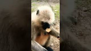 monkey funny videos chiks shorts chhotudada mrindianhacker viral monkeys funnytypes of mon [upl. by Emmons]