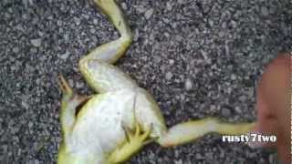 A Million Dead Frogs [upl. by Michael]