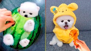 Cute Pomeranian Puppies Doing Funny Things 7  Cute and Funny Dogs  Mini Pom [upl. by Llig303]