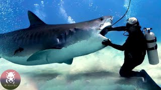 Man Removed Hooks from Sharks Mouths You Wont Believe How They Returned the Favor [upl. by Samuela479]