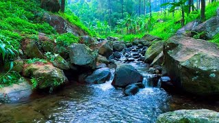 Fantastic birdsong forest babbling brook relaxing sounds ASMR [upl. by Ibrad]