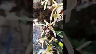 Coelogyne dayana speciesorchids indonesianorchids [upl. by Norry]