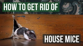 How to Get Rid of House Mice 4 Easy Steps [upl. by Nidya820]