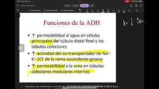 5 Concentración y Dilución de Orina  Osmolaridad ADH y Regulaciones [upl. by Fawnia920]