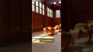 The Intense Training of Shaolin Monks [upl. by Giguere687]