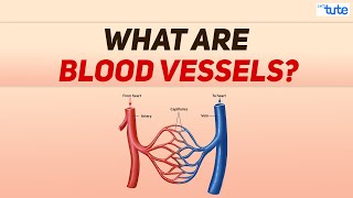 What are Blood vessels  Blood Circulation in Human being  Biology  Letstute [upl. by Suzetta]