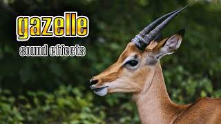 Gazelle sound effect  Animals sound effects [upl. by Jankell]