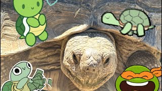 Turtle Mel  ASMR [upl. by Annaeirb469]