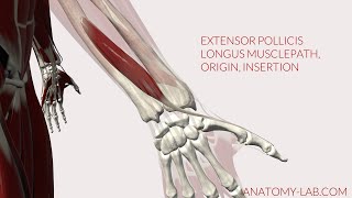 Extensor Pollicis Longus Musclepath Origin Insertion 3D Anatomy [upl. by Royall939]