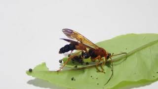 Parasitoid wasp Ichneumonidae ovipositing in a caterpillar 003 [upl. by Anire]