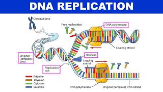 Mechanism of DNA replication Animation  Molecular biology  Biotechnology [upl. by Nairot220]