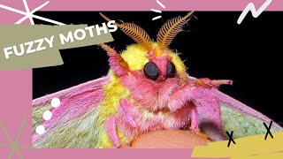 Fuzzy and Cute MothsTiktok Fluffy Moth Compilation [upl. by Yliah]