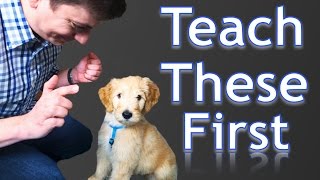 3 Easy Things to Teach your NEW PUPPY [upl. by Trabue]