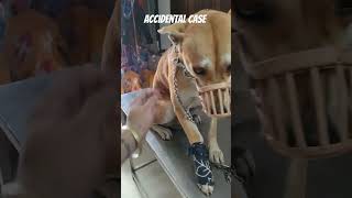 Facture case subscribe youtubeshorts like petclinic [upl. by Gleason]