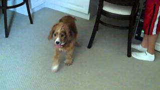 Dogs go crazy to doorbell sound [upl. by Teddy]