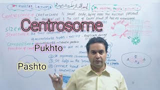 Centrioles  Centrosome  Class 11  Biology  Dr Mushtaq Pashto Lectures [upl. by Eednil]