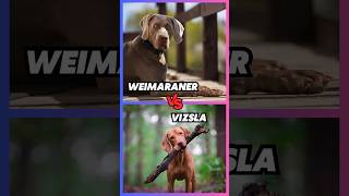 Weimaraner vs vizsla [upl. by Hamlani]