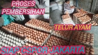 proses pembersihan telor ayam ‼️siap cspor jakarta Bocahdolan999 [upl. by Dorweiler432]