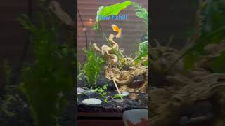 New gourami and shrimp ￼ [upl. by Edas52]