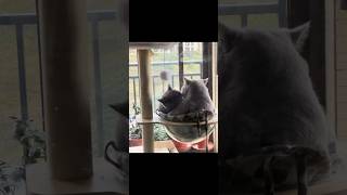 Kiss like the catdo you love catI will share more cat’s lovely videos cute cat lovecats [upl. by Sherlocke352]