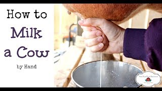 How to Milk a Cow By Hand or goat [upl. by Arted]