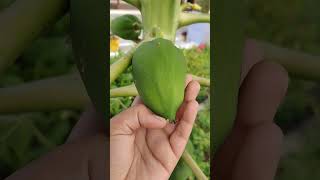 Harvesting papaya viralvideo shorts [upl. by Gazzo]