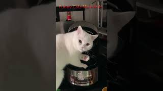 Funny Cat 🐈‍⬛ New Funny Cats 2024 😅 FunnyCats 5167 [upl. by Xam67]