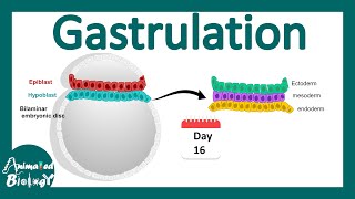 Gastrulation  what happens during gastrulation  week 3 of embryonic development [upl. by Suoicerpal571]