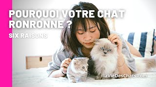 Pourquoi mon chat ronronne  6 Raisons 😯 Comment votre chat ronronnetil [upl. by Mikahs]