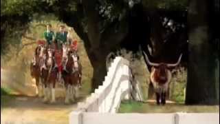 Bud Clyde Commercials 1  Turtle Ranch [upl. by Athenian]