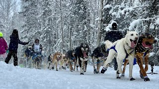 Iditarod 2022 The Ceremonial Start [upl. by Aihsem]