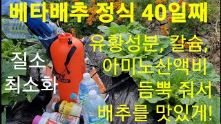 맛있는 배추 재배방법 모두싹 칼슘 광어액비천일염을 물250배 희석 베타배추 속이 꽉찬 통큰배추로 재배 경험담 소개 배추재배기술 경험공유 [upl. by Eisus975]