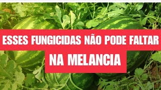 Melhores Fungicidas para melancia [upl. by Ellecrag]