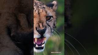 Cheetah’s Meow 🐆 animals animallover cheetah animalvideos animaldancesong [upl. by Adnohsar276]