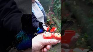 Splendid colorful HUMMINGBIRD handfeeding in slow motion [upl. by Truk589]