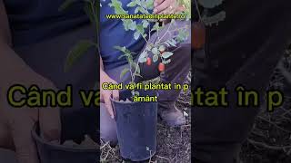 Fructifica Curmalul Chinezesc  Ziziphus jujuba din anul doi de la plantare sau nu [upl. by Annail]