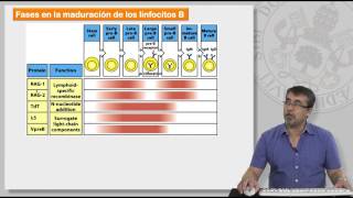 85 MECANISMOS DE GENERACIÓN DE LA DIVERSIDAD DE LINFOCITOS T Y B [upl. by Airotnahs]