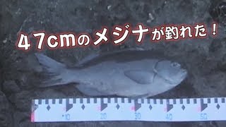 冬の磯釣りで狙う巨メジナ（伊豆大島）Surffishing [upl. by Campagna728]