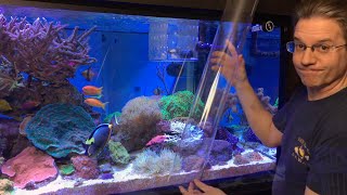 ClownTube Slide  Adding clownfish to an anemone with a big clear pipe [upl. by Norat]