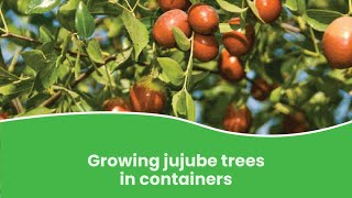 Growing Jujube Trees in Containers  How to Grow Jujube tree in Pot [upl. by Moran976]