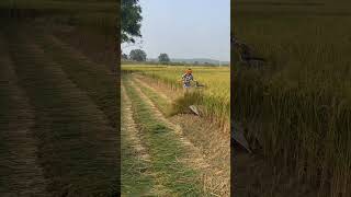 Dhaan Cutting Paddy Reaper 2025 riteshvlogsrvfarmingdhankhetishortvideoshortsdhaanpaddy [upl. by Thorbert]